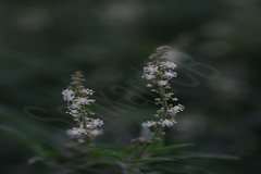 Croton bonplandianus